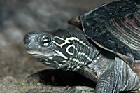 Chinemys reevesii - Reeves' Turtle