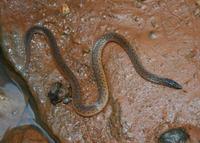Aspidura trachyprocta
