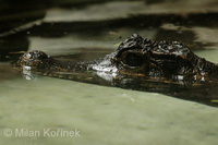 Osteolaemus tetraspis - African Dwarf Crocodile