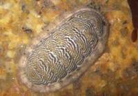 ホソウスヒザラガイ Ischnochiton boninensis