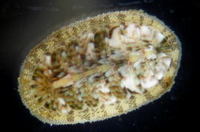 ヤスリヒザラガイ Lepidozona coreanica