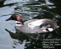 Falcated Duck - Anas falcata