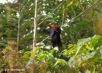 Yellow-billed Malkoha - Phaenicophaeus calyorhynchus