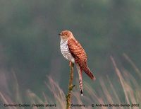 Eurasian Cuckoo - Cuculus canorus