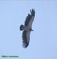 Himalayan Griffon - Gyps himalayensis