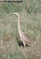 Purple Heron - Ardea purpurea