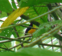 Elegant Sunbird - Aethopyga duyvenbodei