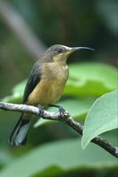 Eastern Spinebill