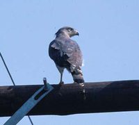 Fasciated Snake-Eagle - Circaetus fasciolatus