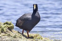 Giant Coot - Fulica gigantea