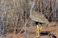 White-quilled Bustard - Eupodotis afraoides