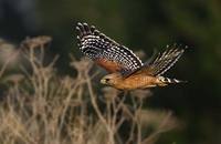 Red-shouldered Hawk (Buteo lineatus) photo