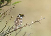 Yellow-browed Bunting (Emberiza chrysophrys) photo