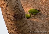 Green Racquet-tail - Prioniturus luconensis