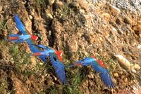 Red-and-green Macaw - Ara chloroptera