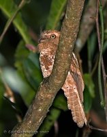 Javan Frogmouth - Batrachostomus javensis