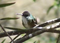 Azure-crowned Hummingbird - Agyrtria cyanocephala