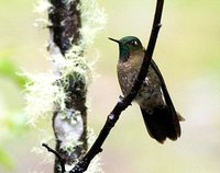 Viridian Metaltail - Metallura williami