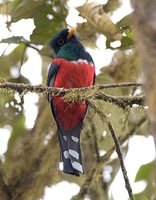 Masked Trogon - Trogon personatus