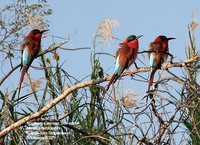 Southern Carmine Bee-eater - Merops nubicoides