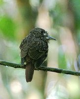 White-whiskered Puffbird - Malacoptila panamensis