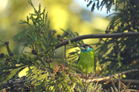 Blue-throated Barbet - Megalaima asiatica