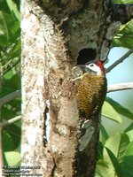 Spot-breasted Woodpecker - Colaptes punctigula