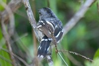 Sooretama Slaty-Antshrike - Thamnophilus ambiguus