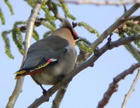 Bohemian Waxwing - Bombycilla garrulus