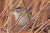 Marsh Wren - Cistothorus palustris