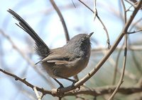 Wrentit - Chamaea fasciata