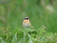 Whinchat - Saxicola rubetra