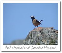 Buff-streaked Bushchat - Saxicola bifasciata