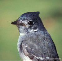 African Crested-Flycatcher - Trochocercus cyanomelas