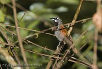 Black-throated Babbler - Stachyris nigricollis