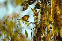 Nepal Fulvetta - Alcippe nipalensis