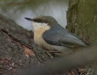 Pygmy Nuthatch - Sitta pygmaea