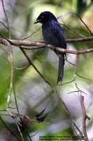 Greater Racket-tailed Drongo - Dicrurus paradiseus