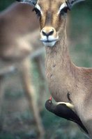 Red-billed Oxpecker - Buphagus erythrorhynchus