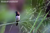Javan Munia - Lonchura leucogastroides