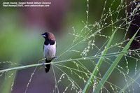 Javan Munia - Lonchura leucogastroides