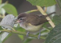 Brown-capped Vireo - Vireo leucophrys