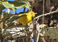 Golden Vireo - Vireo hypochryseus