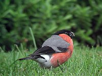 Eurasian Bullfinch - Pyrrhula pyrrhula