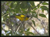 Santa Marta Mountain-Tanager - Anisognathus melanogenys