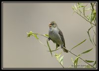 Drab Seedeater - Sporophila simplex