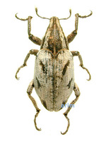 Pleurocleonus sollicitus - 대륙흰줄바구미