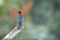 Red-headed Malimbe (Malimbus rubricollis)