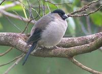 Azores Bullfinch