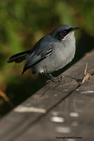 *NEW* Masked Gnatcatcher - male